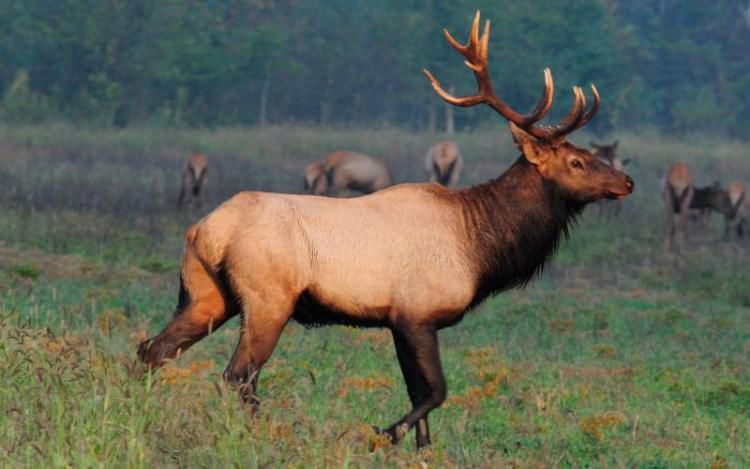 Missouri Department of Conservation elk